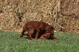 SETTER IRLANDAIS 155